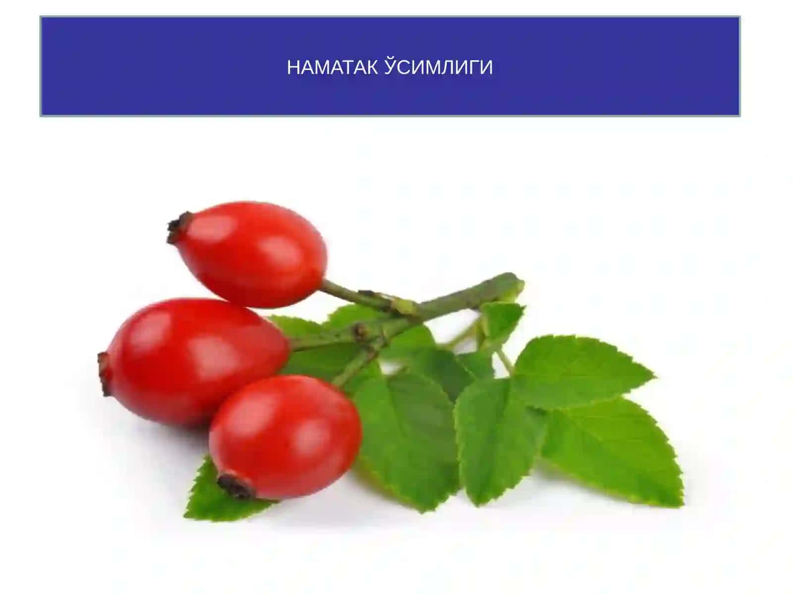 Наъматак ва асарун (валериана) доривор ўсимликларининг зараркунандалари 4