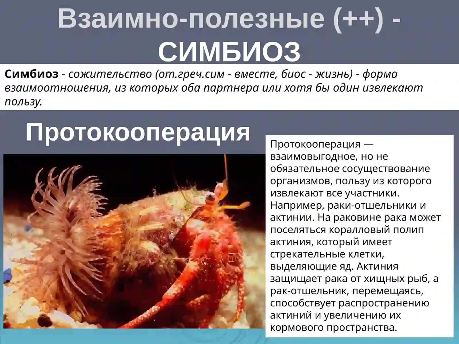 Белка и лось 4