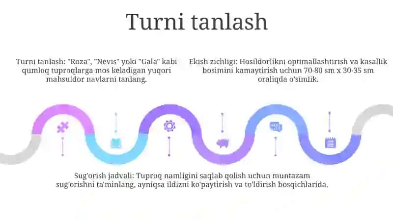Ikki Hosilli Kartoshkani Bòz Tuproqlarda Yetishtirishning Texnologik Xaritasi 4