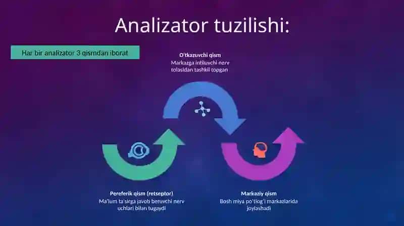 Ko‘rish va eshitish analizatorlari 4
