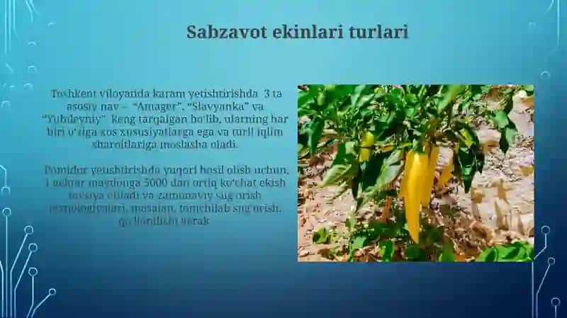Sabzavot ekinlarini yetishtirish texnologiyalari 4