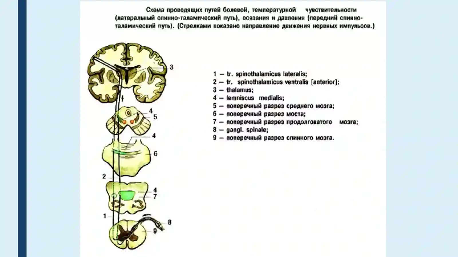 Юз ва бош терисидан оғриқ ва ҳарорат сезгиси 4