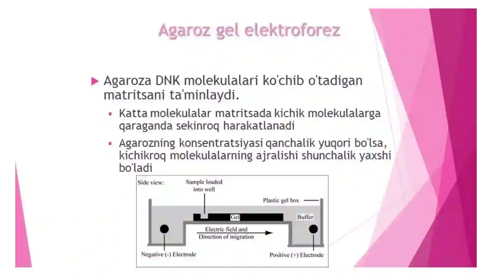 Rekombinat DNK olish texnologiyasi 4