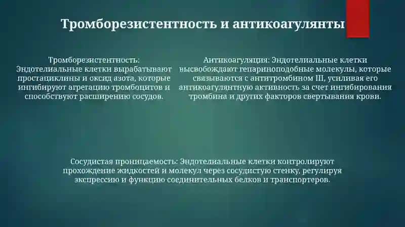 Функции Сосудистого Эндотелия 4