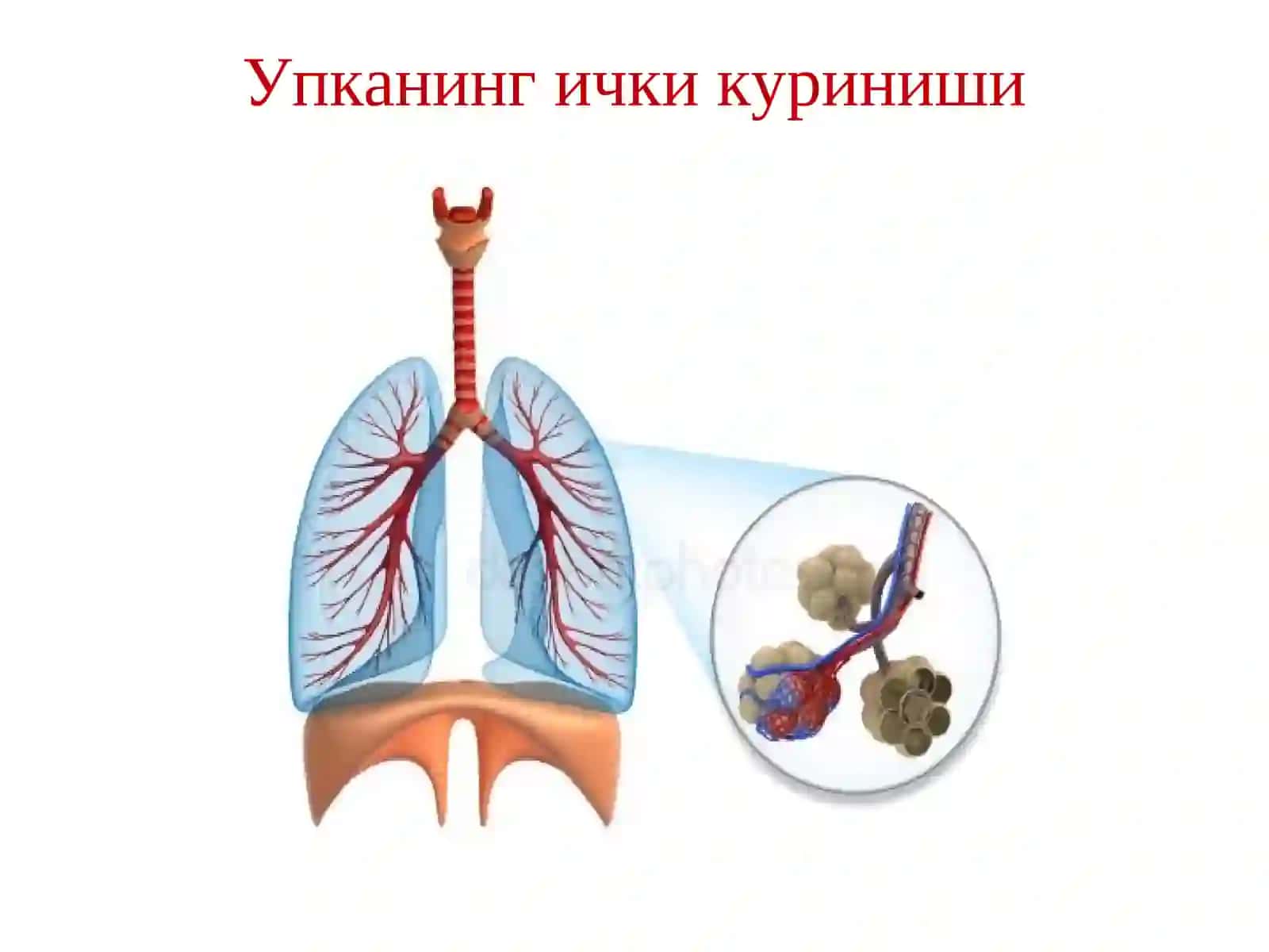 НАФАС ОЛИШ ТИЗИМИНИНГ ТУЗИЛИШИ, ФУНКЦИЯСИ, ЁШГА ОИД ХУСУСИЯТЛАРИ 4