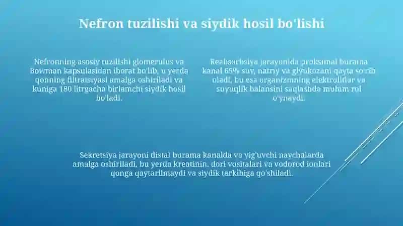 Buyraklar va Siydik Yo'llarining Tuzilishi va Funksiyasi 4