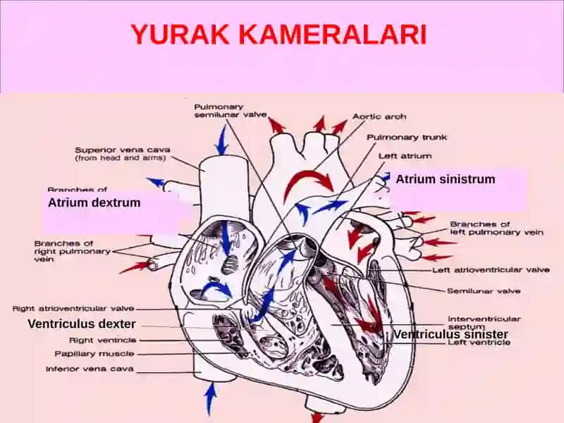 YURAK QON-TOMIR TIZIMI 4