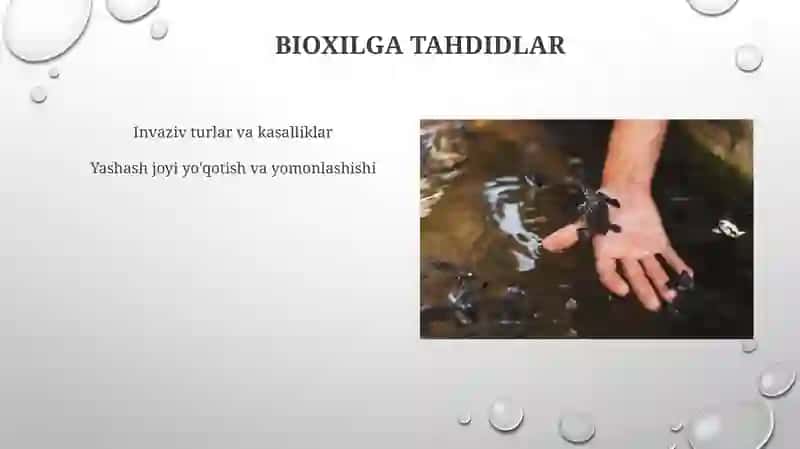 Hayvonlar va o'simliklar hilma-xilligi 4