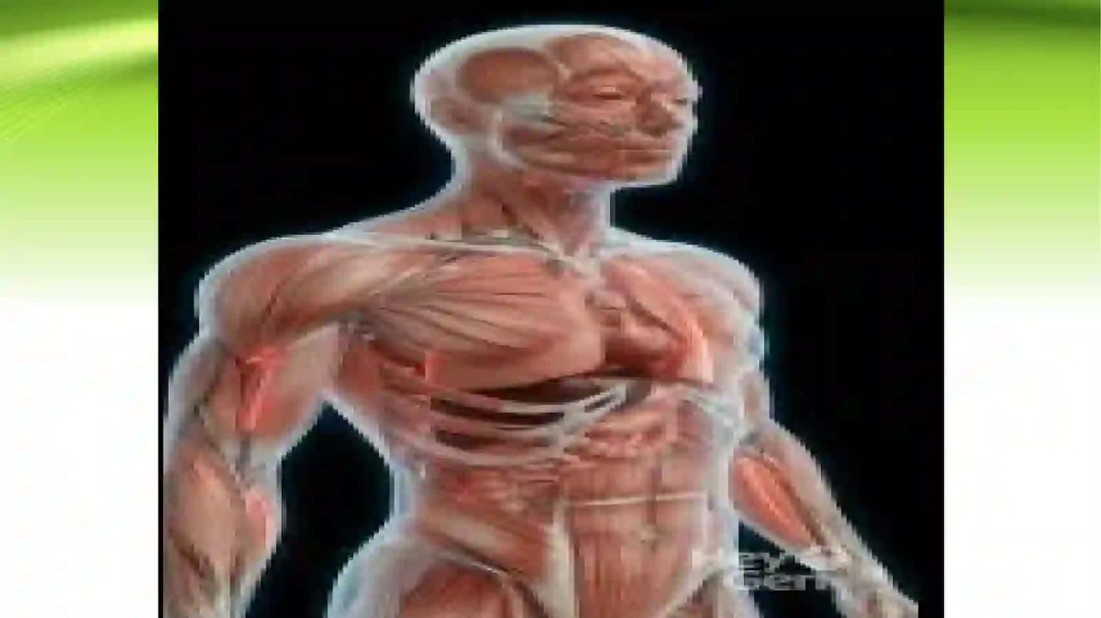 Anatomiyani o’rganish usullari 4
