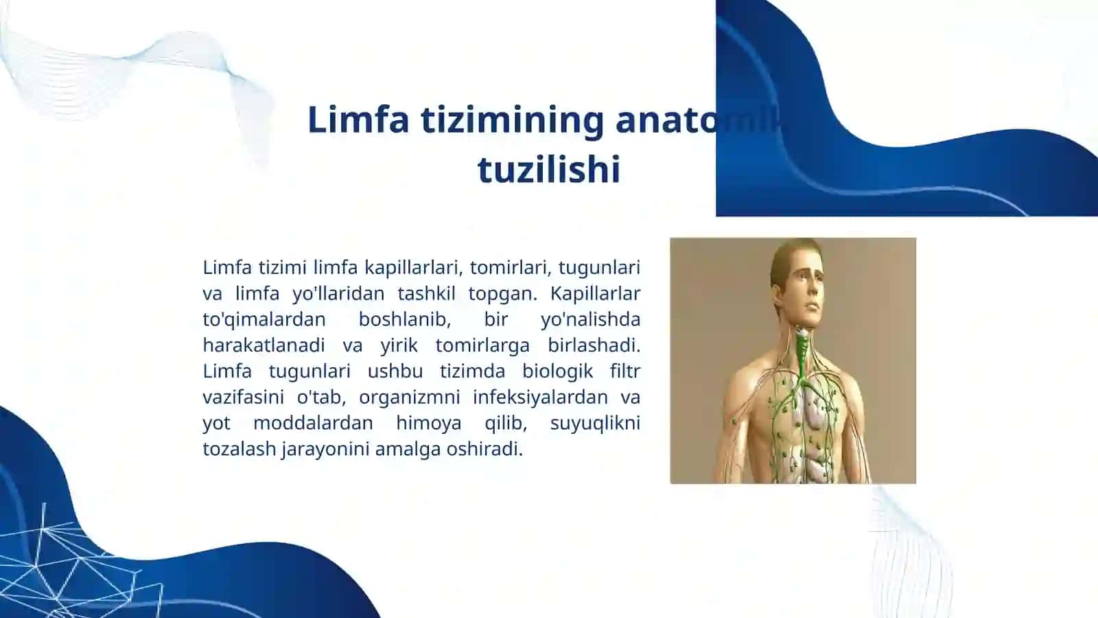 Limfa tizimi: Inson organizmidagi hayotiy muhim suyuqlik 4