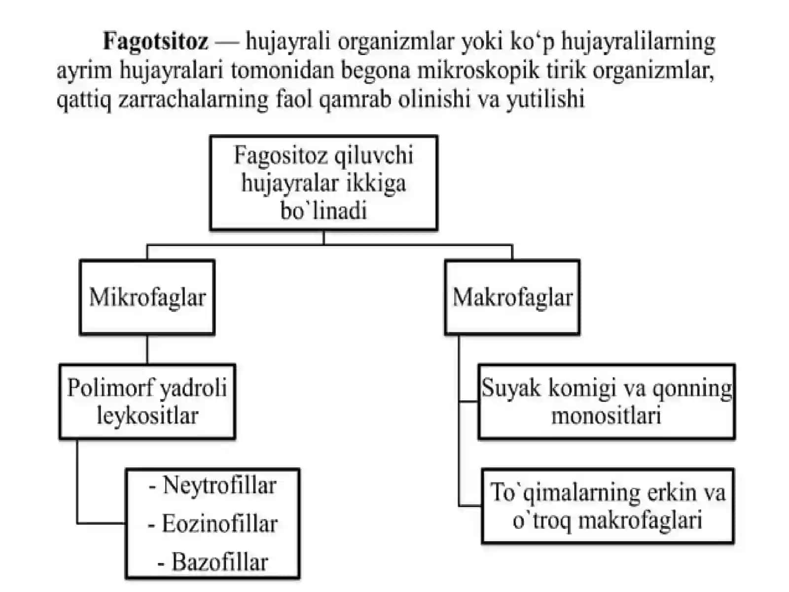 Fagotsitoz jarayoni va uning bosqichlari. Yalligʻlanish 4