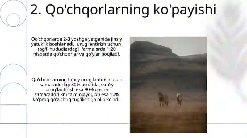 Erkak va Urg'ochi Otlarni Boqish va Parvarishlash 4