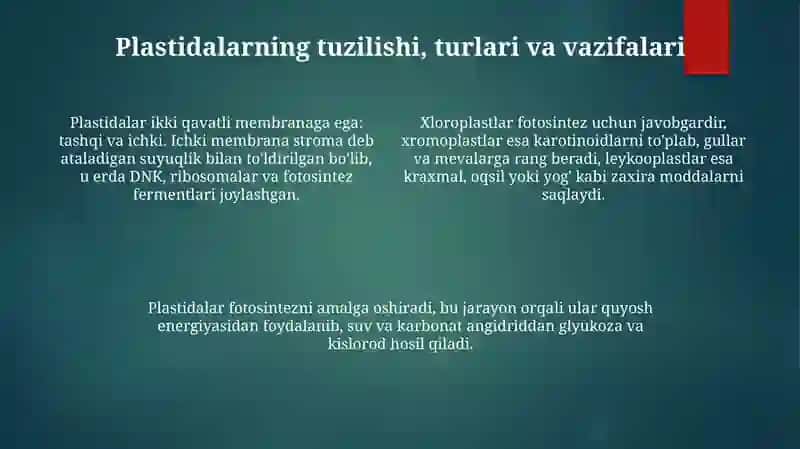Mitoxondriyalar va Plastidalar: Tuzilishi, Vazifalari va Kelib Chiqishi 4