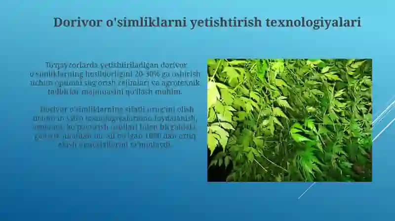 To'qayzorlarda tarqalgan dorivor o'simliklarni yetishtirish texnologiyasi 4