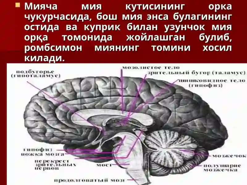 Мияча ва экстрапирамида йулларининг тузилиши 4