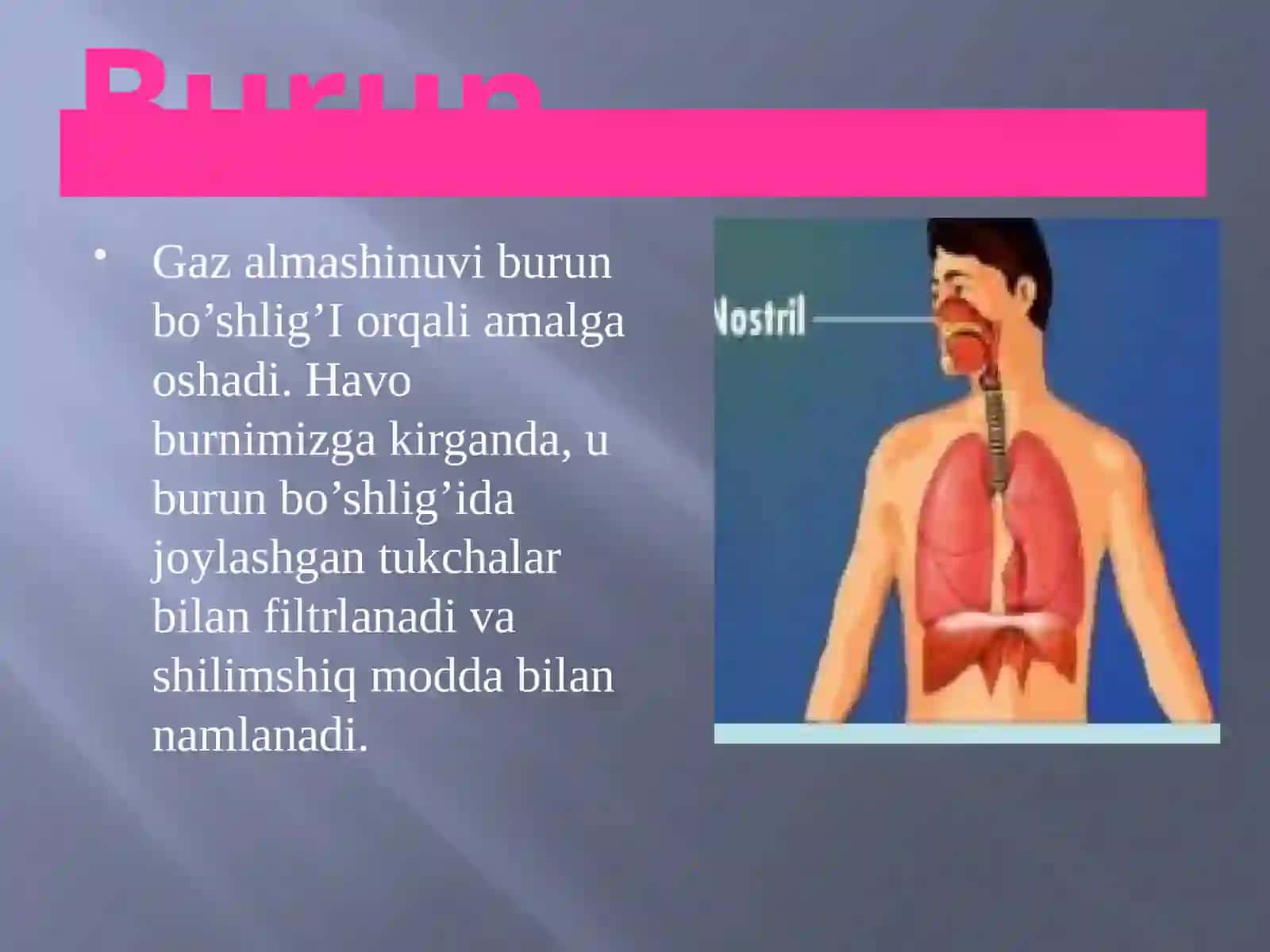 Odam nafas olish tizimi 4