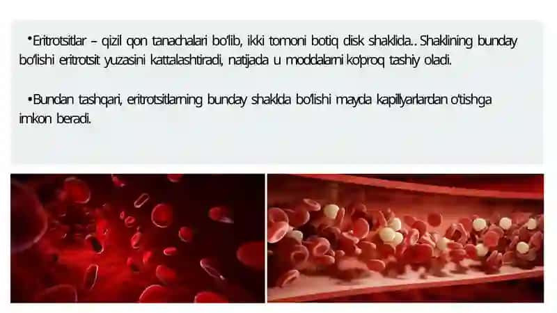 Eritrotsitlar Turlari 4