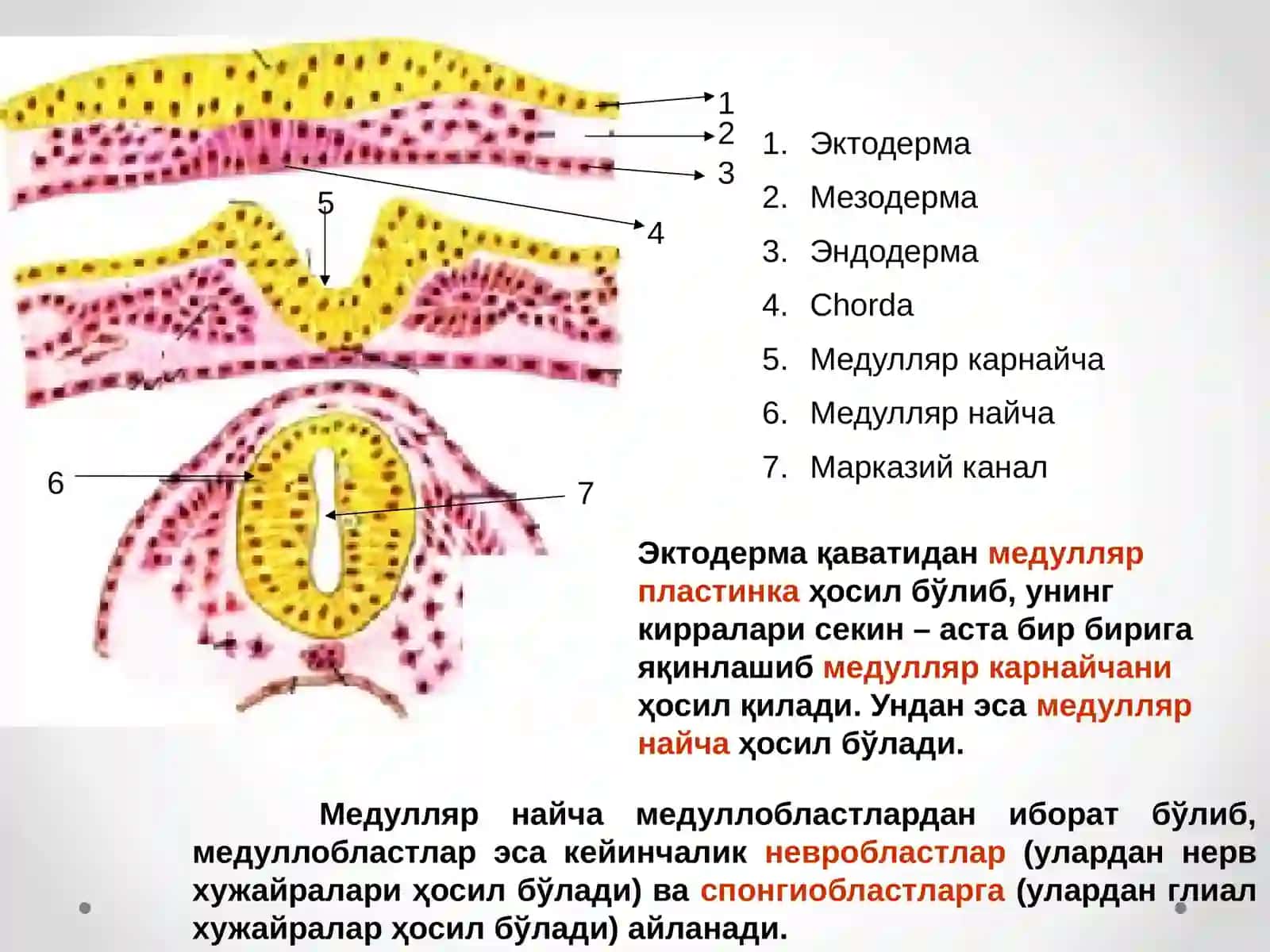 Нервсистемасининг(орқа мия, узунчоқ мия, ретикуляр формация)физиологияси 4