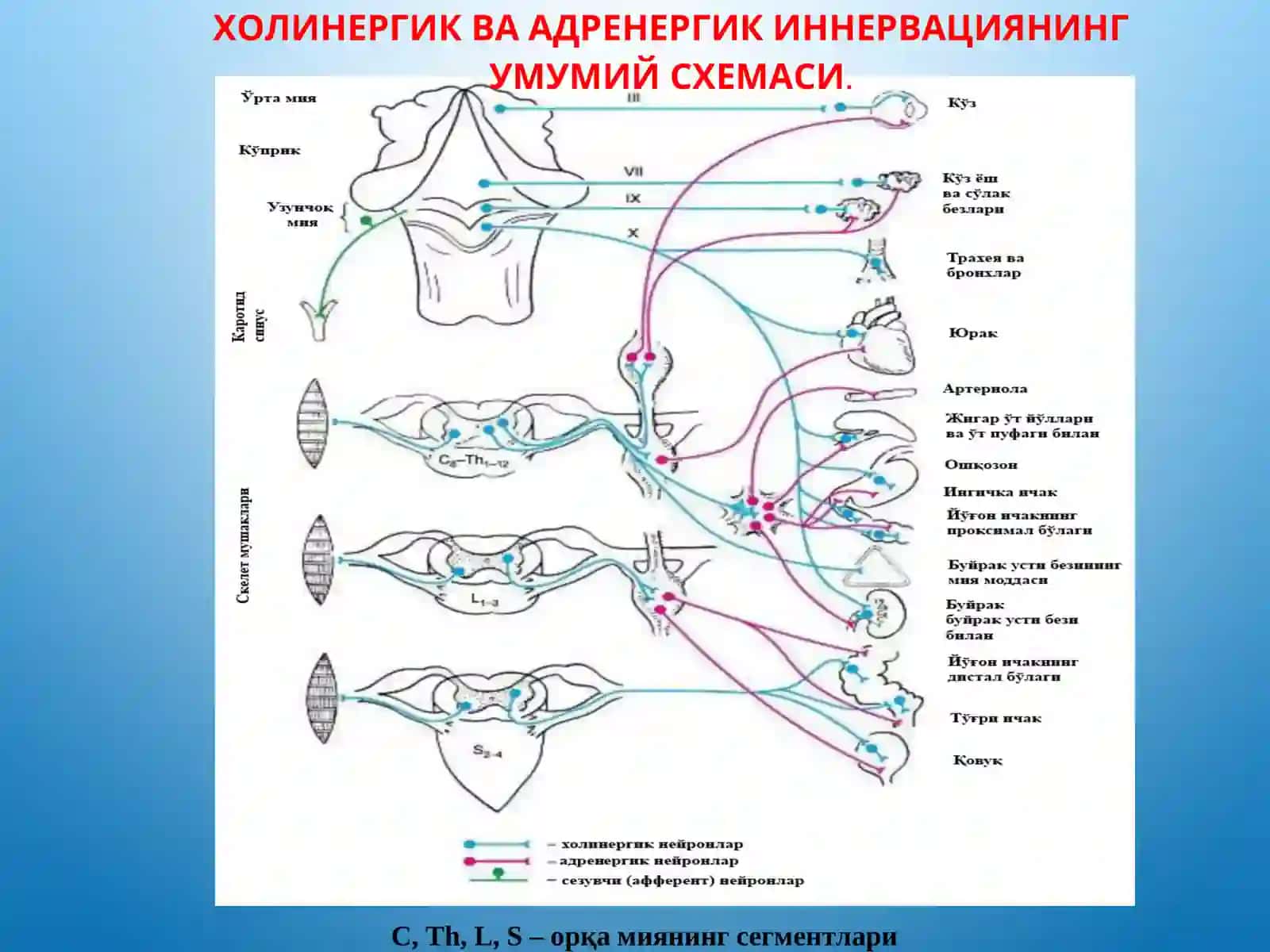 М- холинорецепторларга таъсир этувчи воситалар. М-олиномиметиклар. М-олиноблокаторлар. Антихолинэстераз воситалар 4