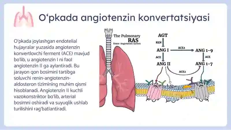 O'pkaning metabolik funksiyalari va ularning buzilishlari 4