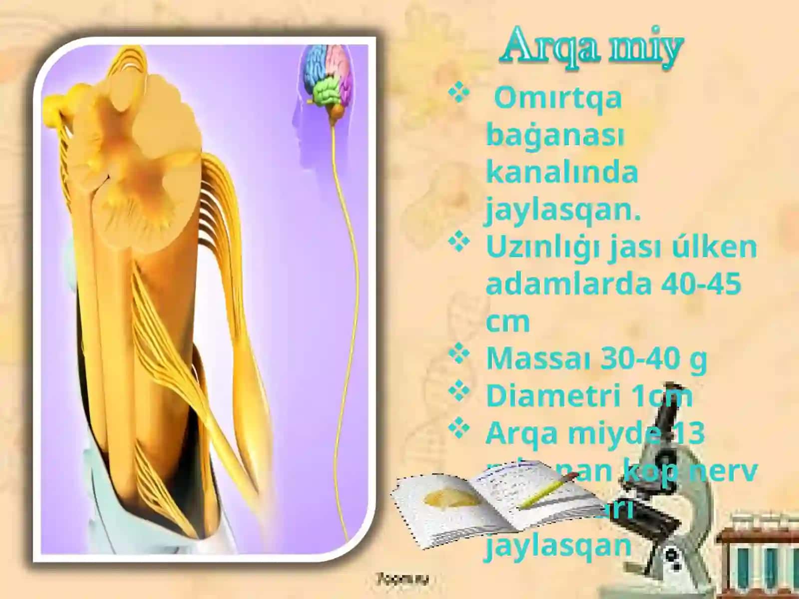 Omırtqa baġanası 4