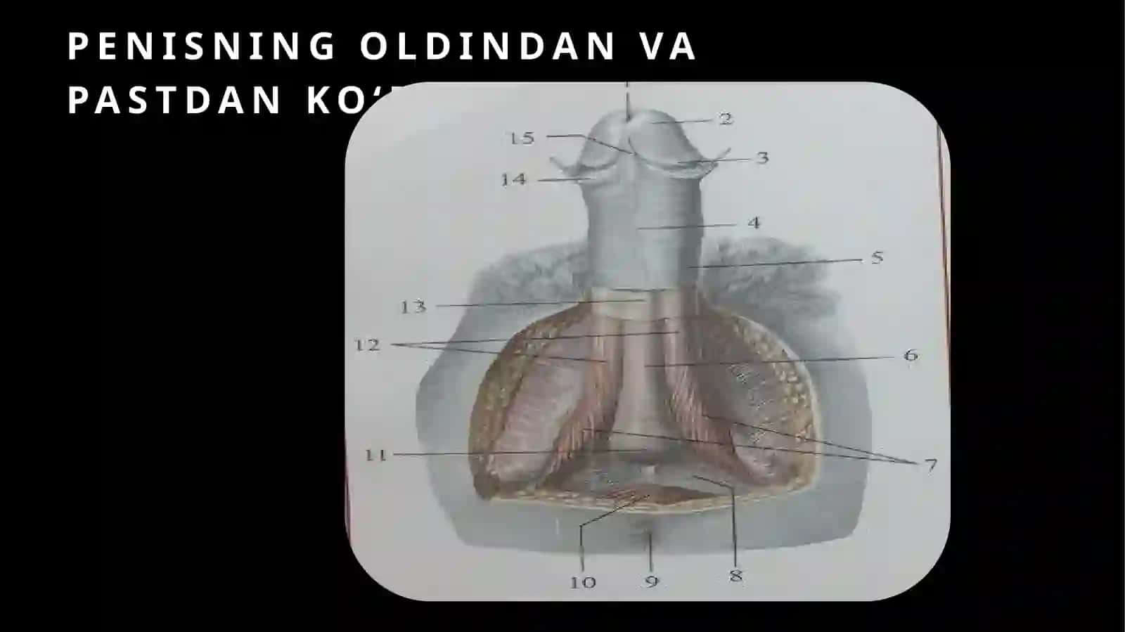 Erkaklarning jinsiya zolari 4