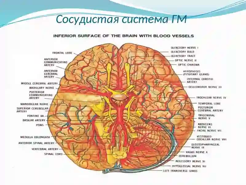 Цереброваскуляр касалликлар таснифи, клиник кўриниши.Асаб тизимининг яллиғланиш касалликлари, таснифи. 4