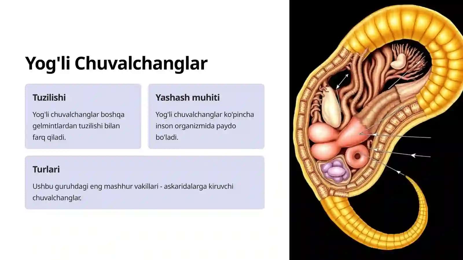 Biologiyadan Inson Sog'lig'i: Chuvalchanglar Guruhi 4