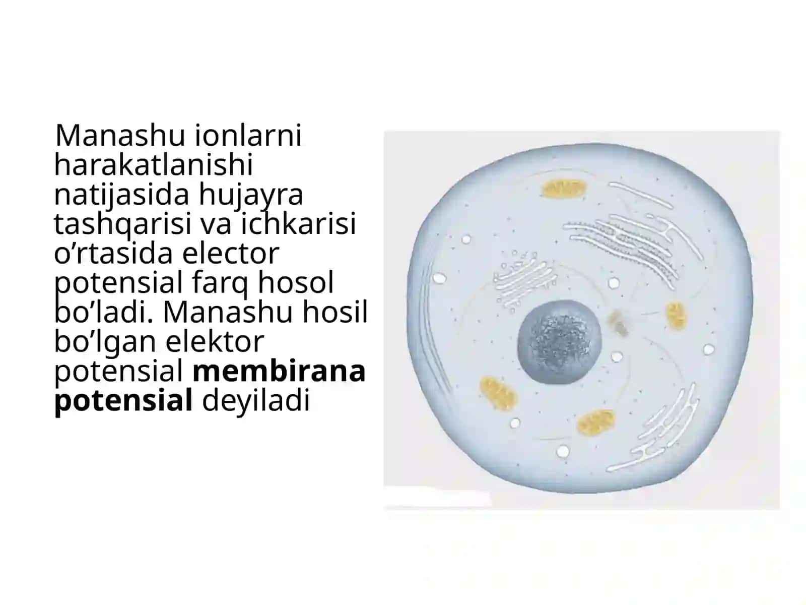 MEMBRANA POTENSIALINING TABIATI QANDAY? 4