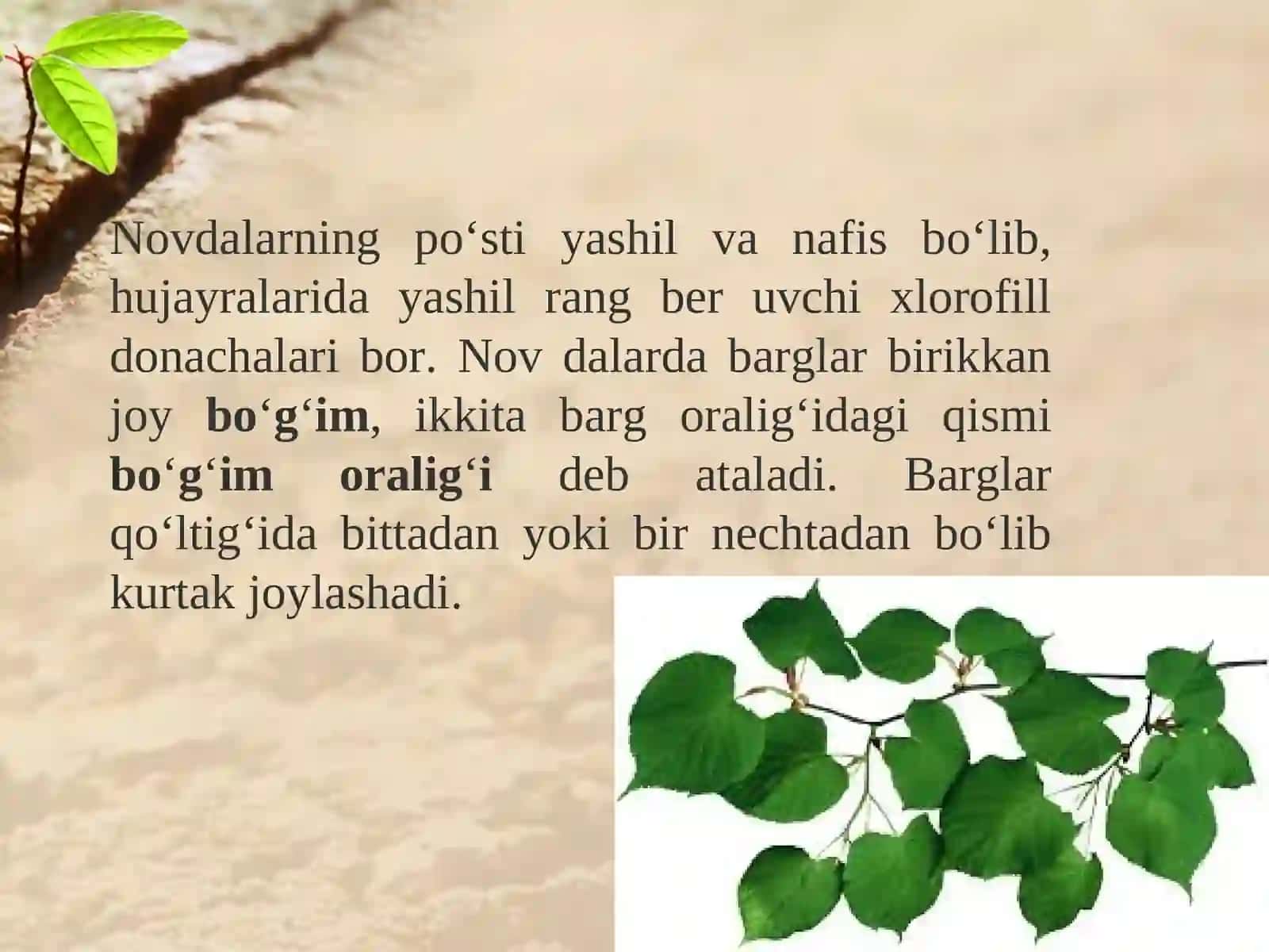 5-sinf Botanika Novda haqida 4