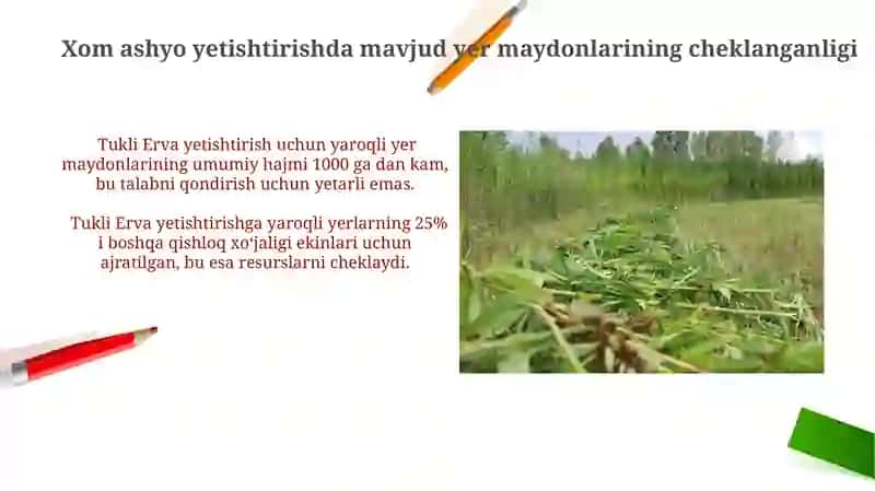 Tukli erva (Pol-pola) dorivor oʻsimliklar hom-ashyosini ishlab chiqarish istiqbollari muommolari 4