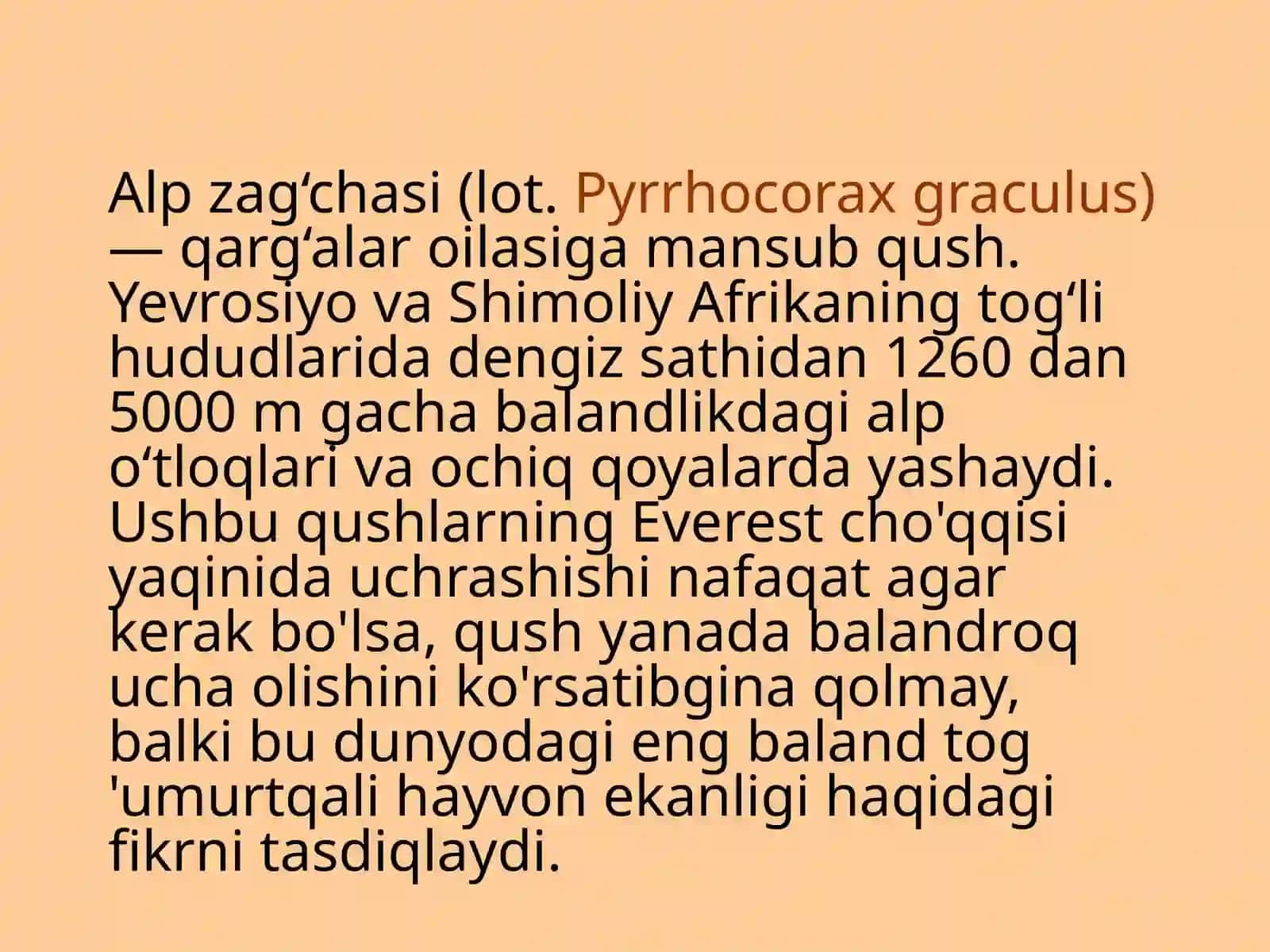 Alpzag‘chasi-Pyrrhocoraxgraculus(Альпийскаягалка) 4