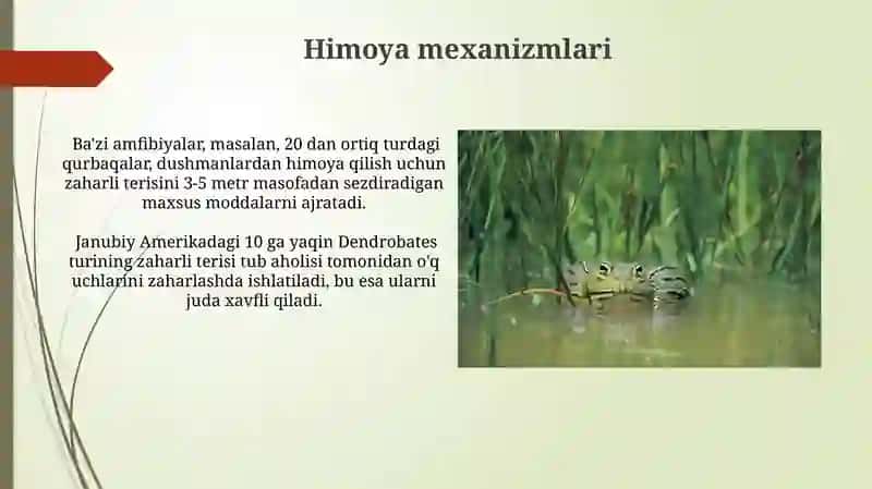 Amfibiyalar sinfining o'ziga xos etologik hususiyatlari 4