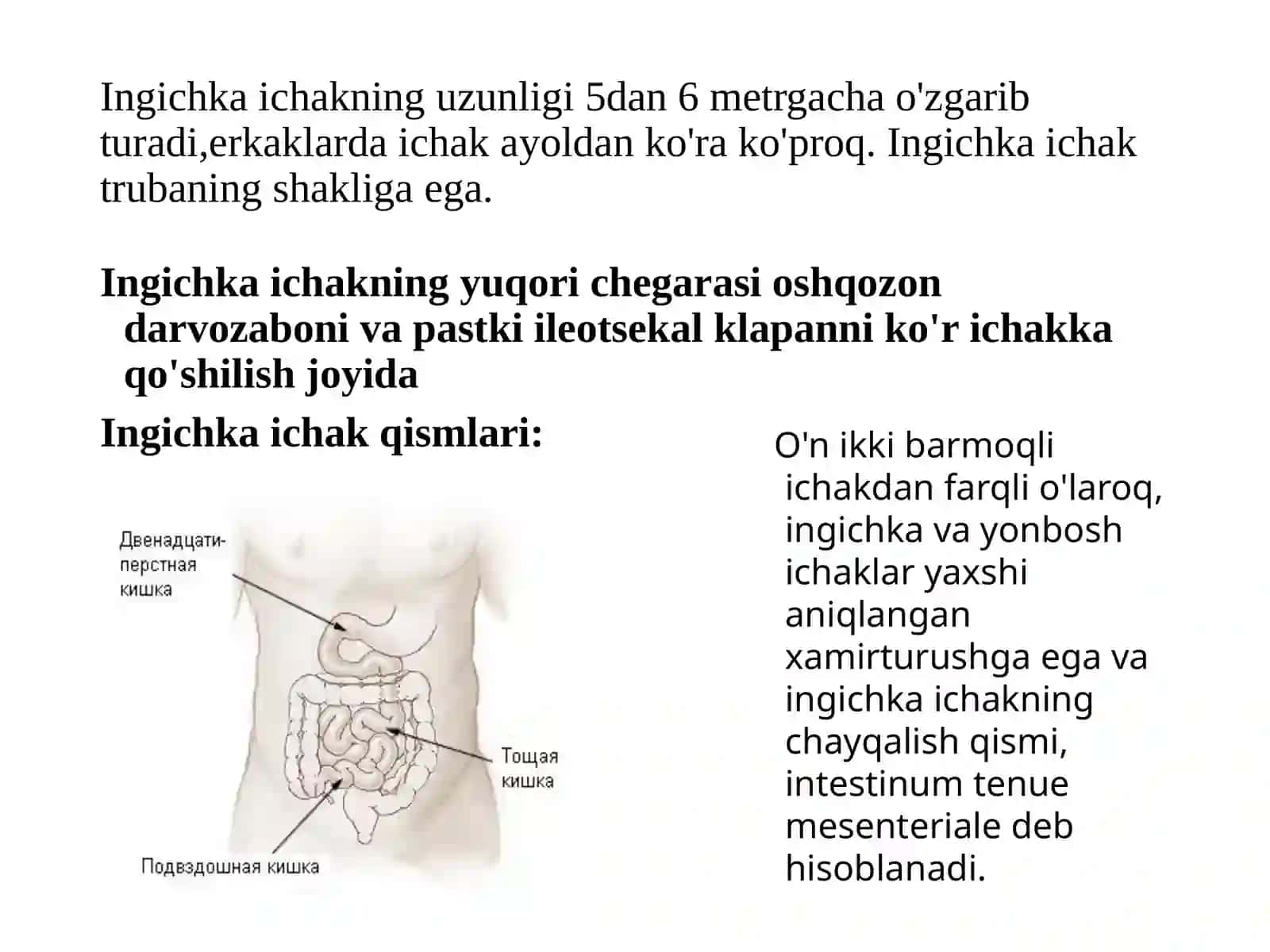 Ingichka ichak 4