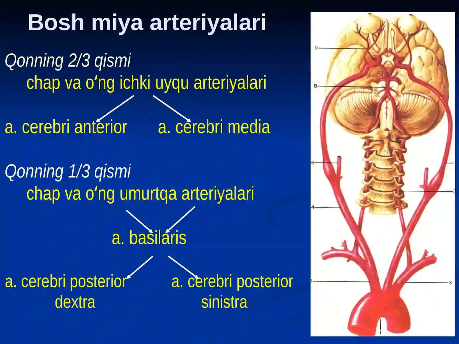 Bosh sohasi miya qismining klinik anatomiyasi 4