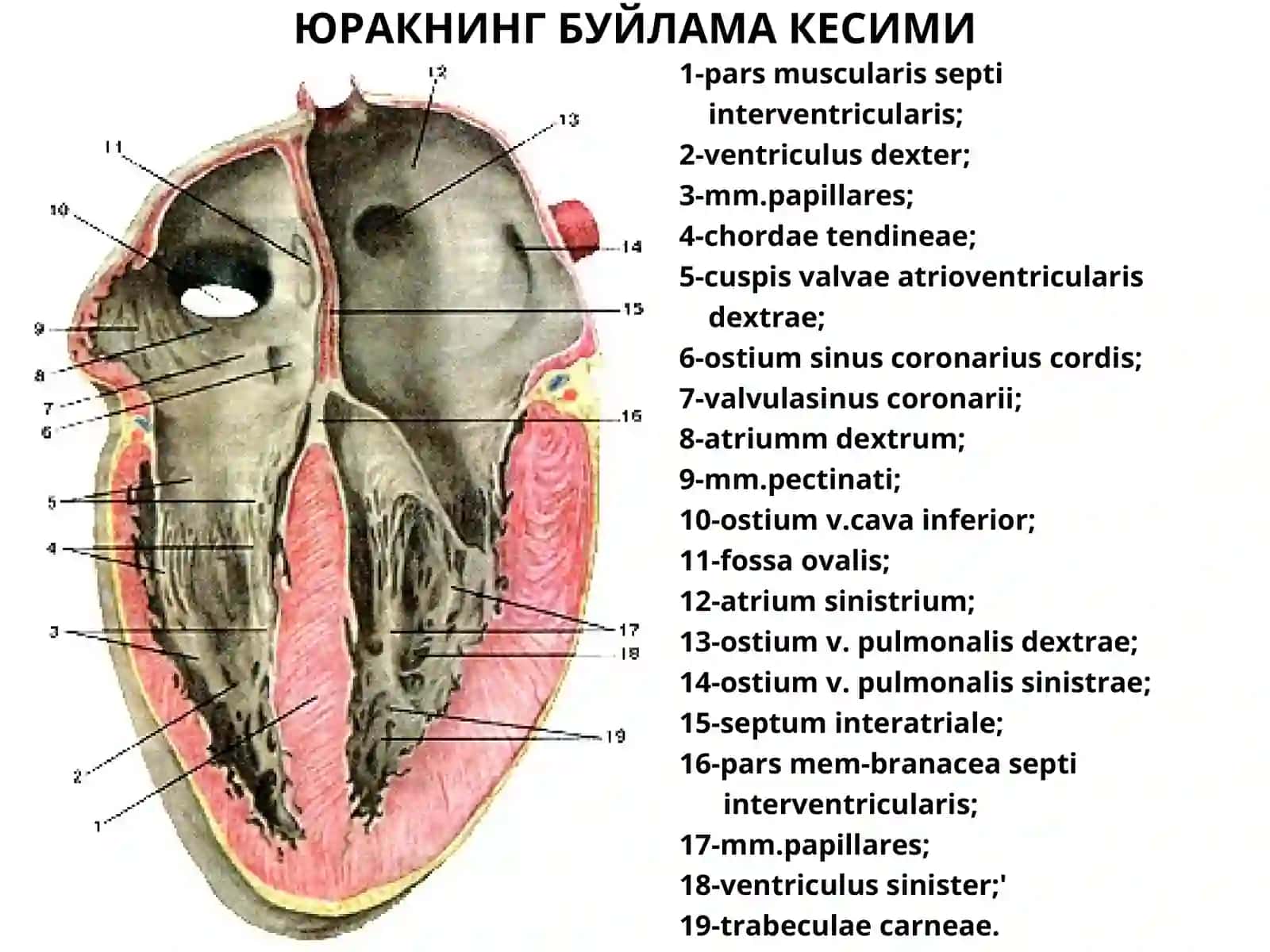 ЮРАК АНАТОМИЯСИ 4