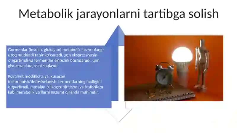 Metabolik jarayonlar energiya balansi 4