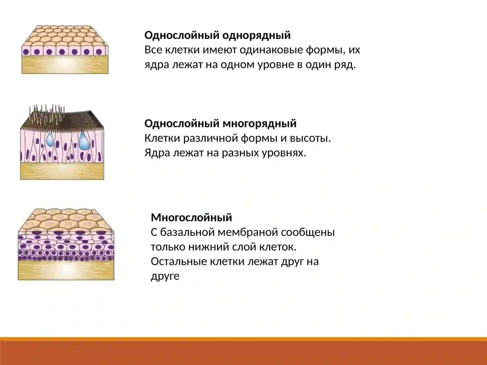 Эпителиальная ткань 4