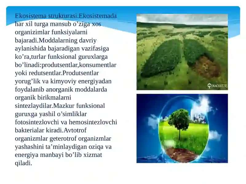 Ekotizimlarning trofik strukturasi 4