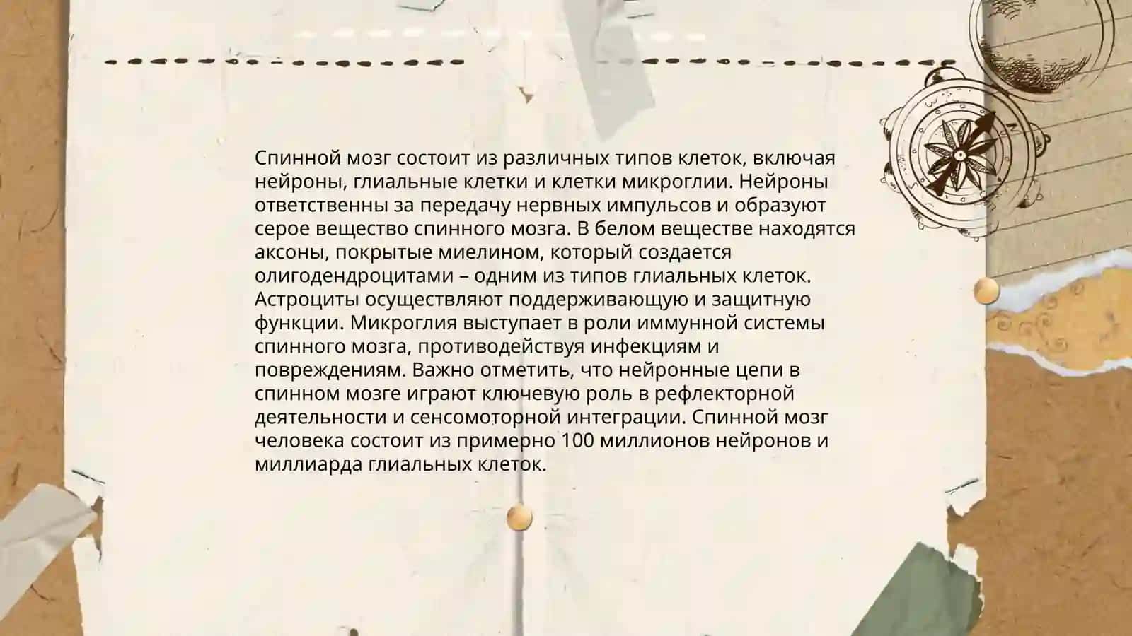 Гистология спинного мозга, периферического нерва и спинномозгового узла 4