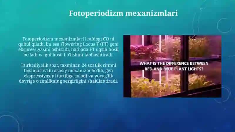 Fotoperiodizm, yorugʻlikning oʻsimliklar uchun ahamiyati 4