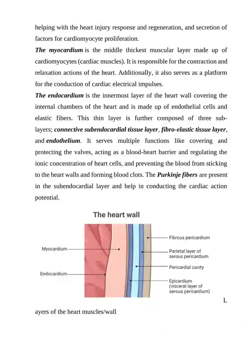 THE CARDIOVASCULAR SYSTEM 4