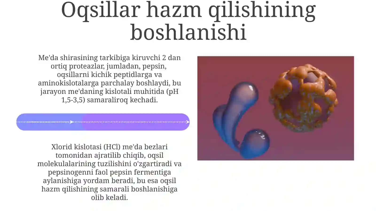 Oqsillarning oshqozon-ichak yo'llarida fermentlar ta'sirida parchalanishi 4