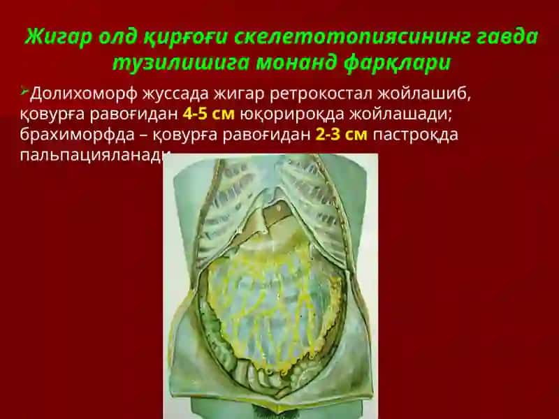 ЖИГАРНИНГ ЖАРРОҲЛИК АНАТОМИЯСИ.ЖИГАР ВА ЎТ ЙЎЛЛАРИДА ОПЕРАЦИЯЛАР. 4