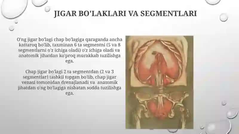 Jigar anatomiyasi 4