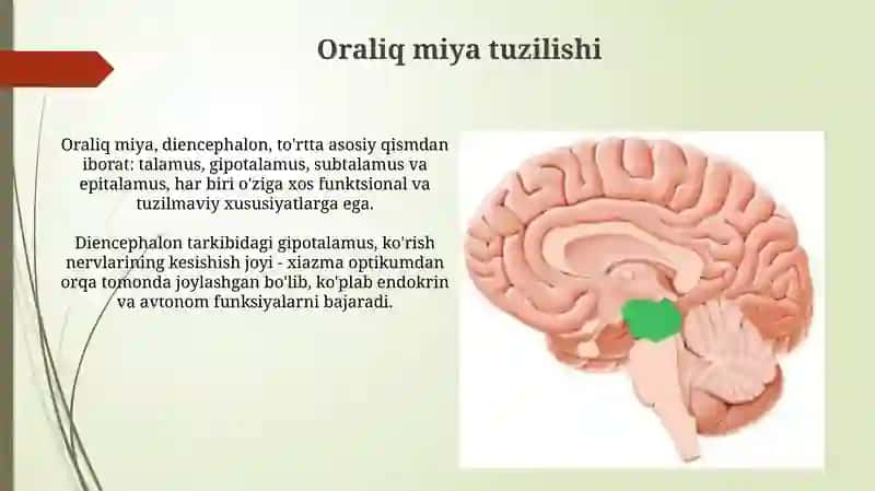 O'rta miya va Oraliq miya tuzilishi va yoshga qarab o'zgarishi. Gipotalamus. III-qorincha 4