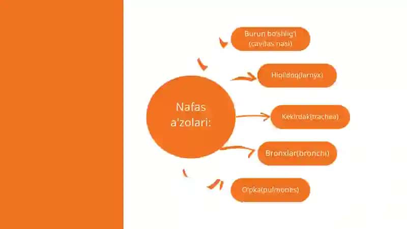 Nafas olish tizimi 4