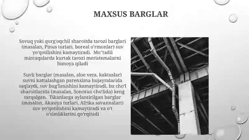 Barglarni tuzilishi 4