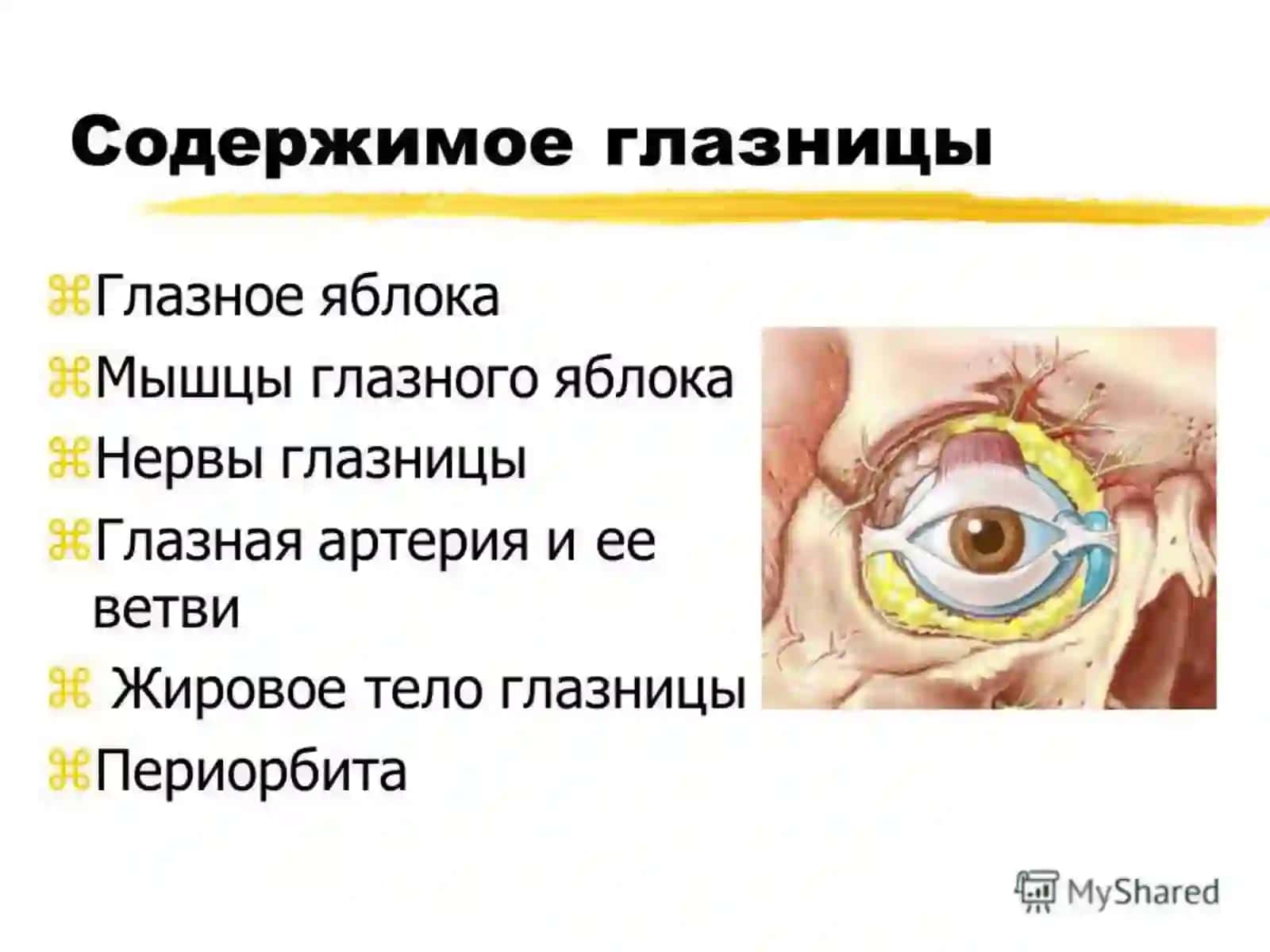 Типографическая анатомияобласти глаза 4