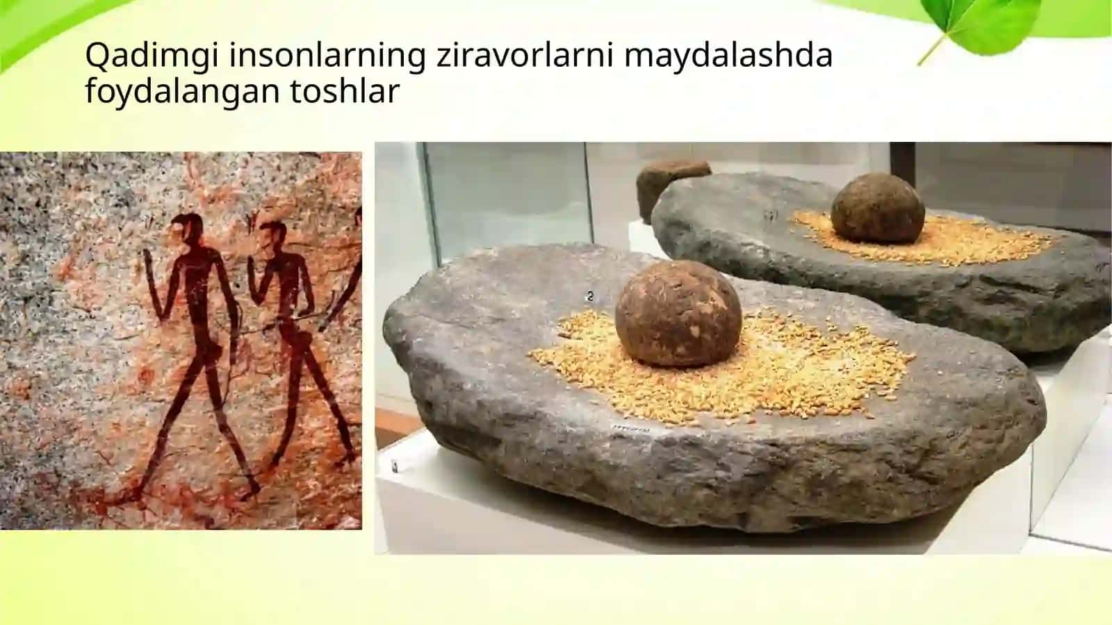 Ziravor o’simliklardan foydalanish tarixi 4